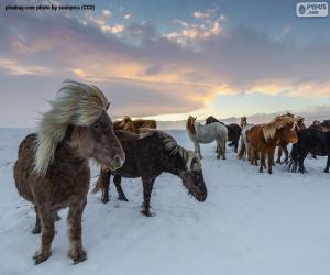 yapboz Sürü vahşi atların kar yağışı kır üzerinde